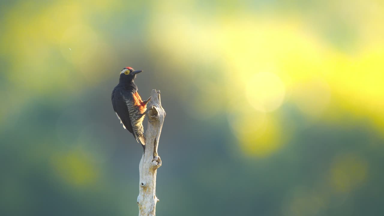 pájaro carpintero amarillo en una rama aislada acicalándose y disfrutando de la luz del sol temprano en la mañana