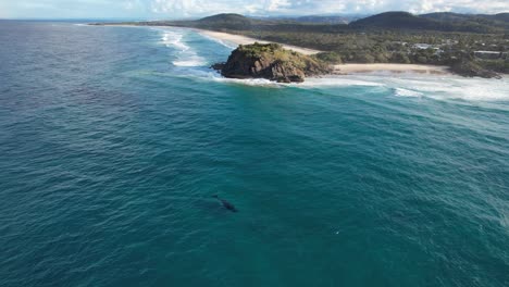 Ballena-Jorobada-Cerca-Del-Promontorio-De-Norries-En-Nueva-Gales-Del-Sur,-Australia---Toma-Aérea