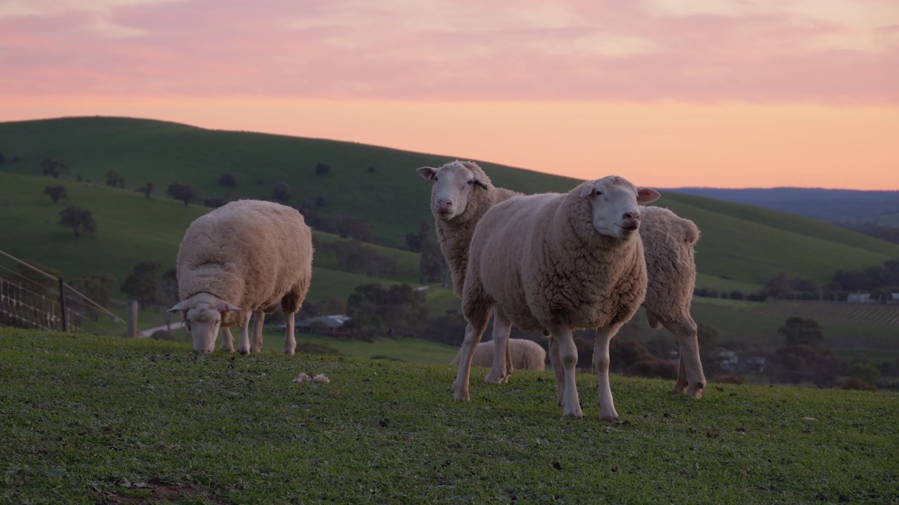 Poll Dorset Sheep Grazing In A Lush Green Pasture On The Hillside In The Barossa Valley, Australia. Close-up Shot