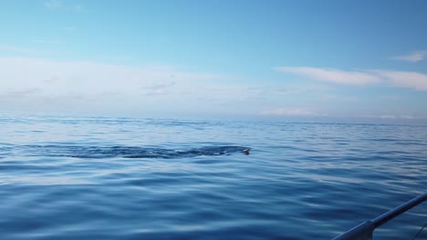 Gimbal-shot-of-a-pod-of-harbor-seals-racing-and-leaping-out-of-the-water-alongside-a-moving-boat-on-the-ocean-off-the-coast-of-Monterey,-California