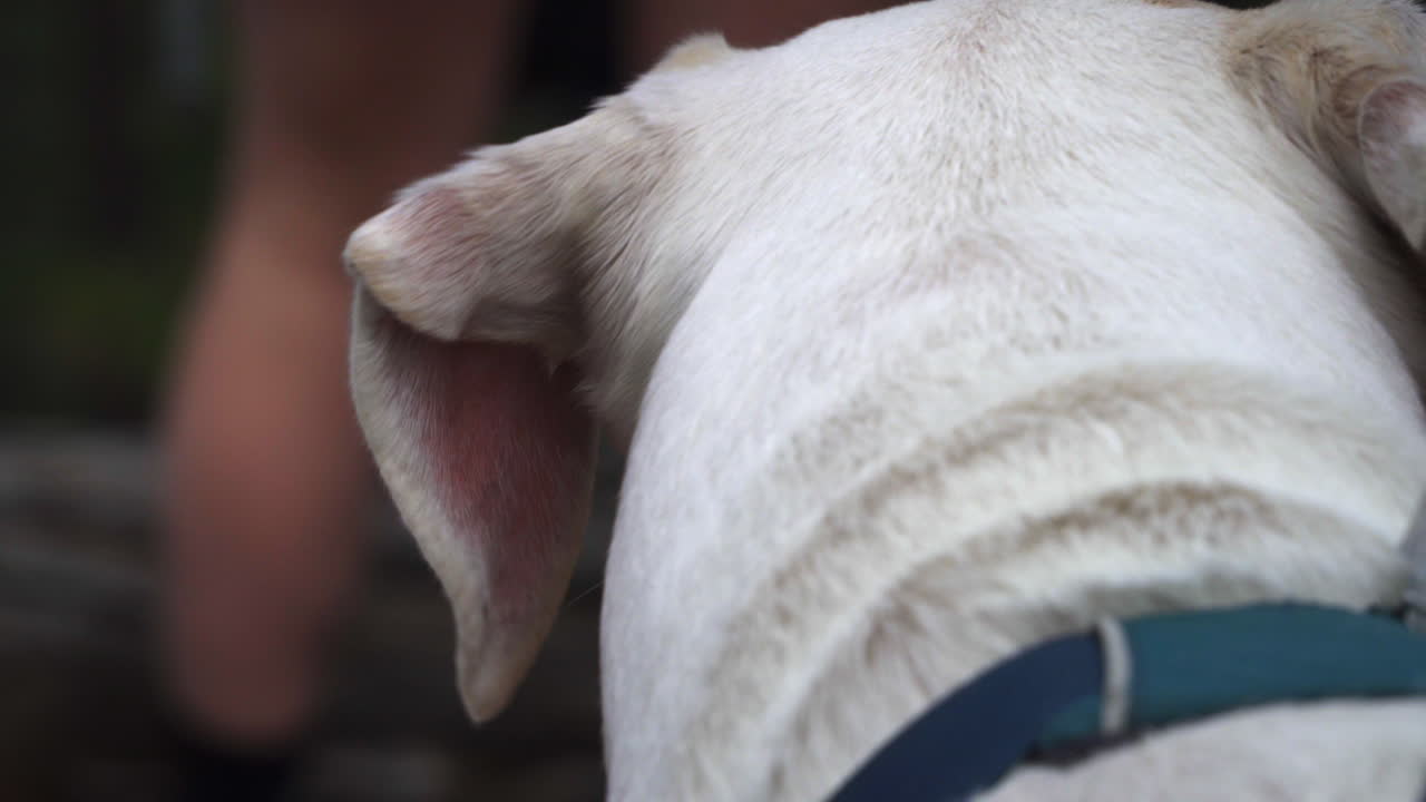 White dog looks over at human walking in the woods.
