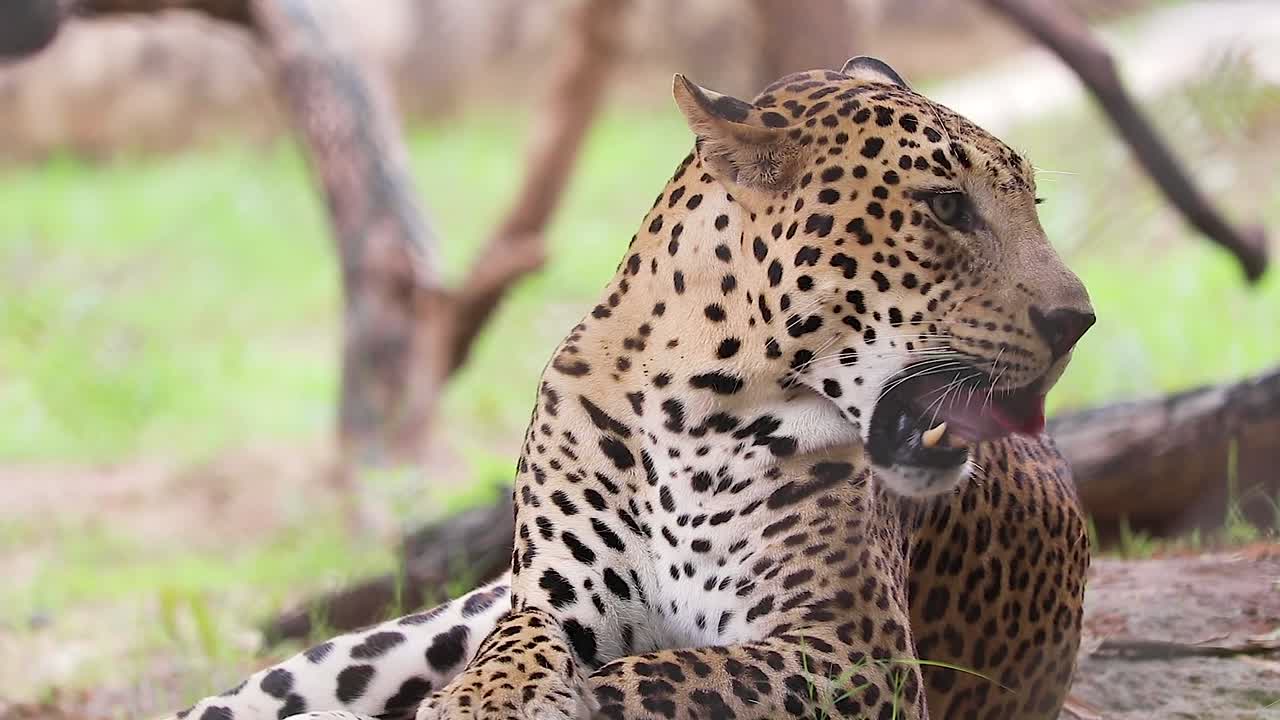 leopardo indio, gustando y mirando en diferentes direcciones, en la naturaleza, escarcha, cerrar