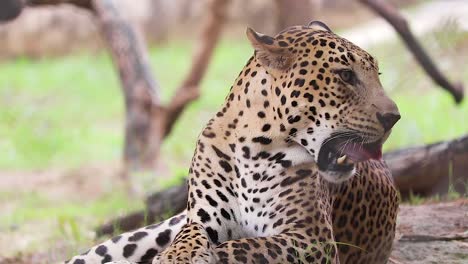 Leopardo-Indio,-Gustando-Y-Mirando-En-Diferentes-Direcciones,-En-La-Naturaleza,-Escarcha,-Cerrar