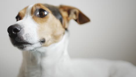 side view of calm jack russell terrier lying on blue floor on blue pillow