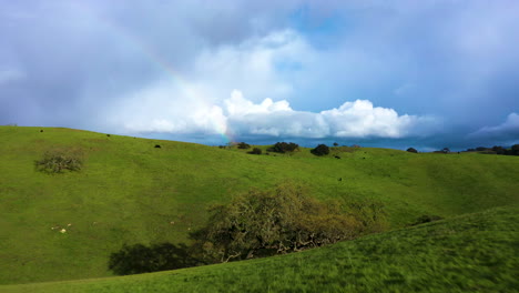 grassy rolling hills with cattle in front of rainbow