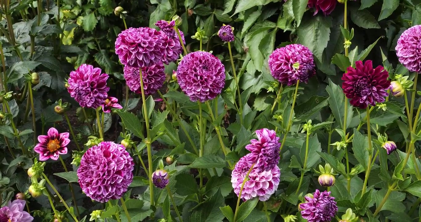 Flor Dália Marble Ball, nos Jardins Butchart em Victoria, Colúmbia Britânica, Canadá.