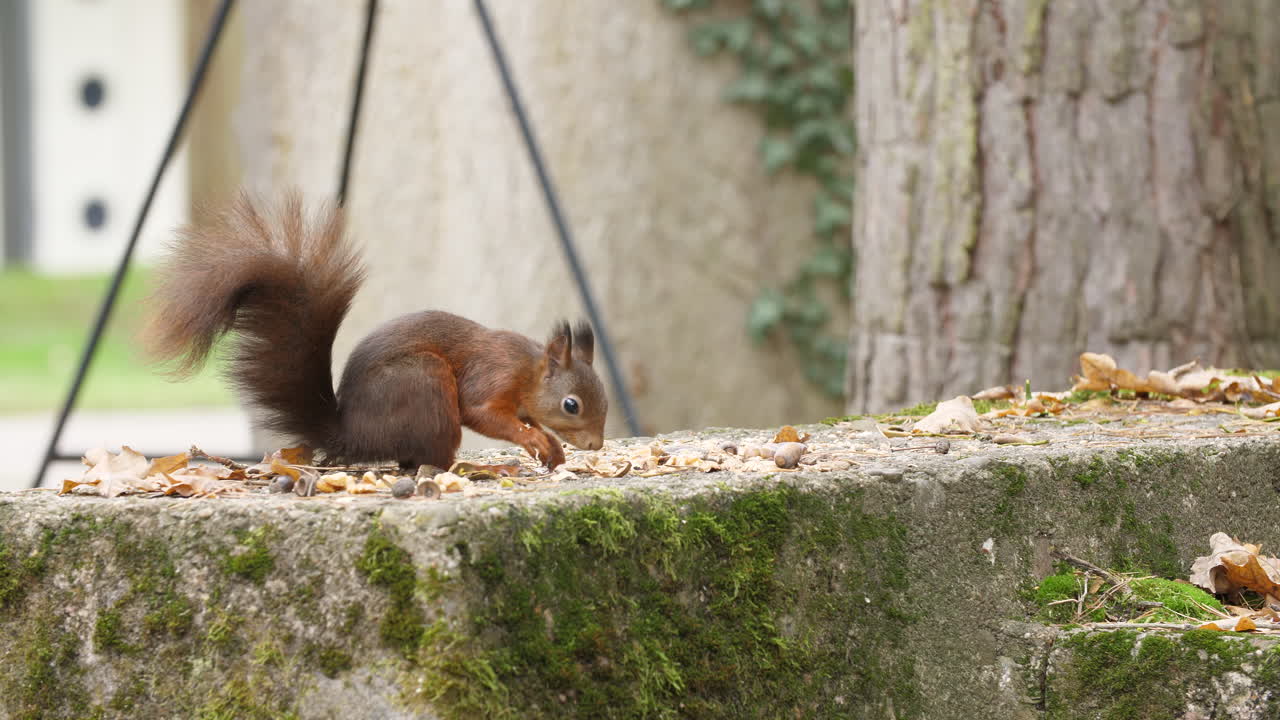 Red squirrel close-up video eating nuts on a rock in a quiet autumn forest colorful leaves wildlife natural trees environment soft sunlight