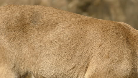 Ein-Steinbockweibchen-Kaut-An-Einer-Kleinen-Pflanze,-Lässt-Sie-Fallen-Und-Geht-Weiter