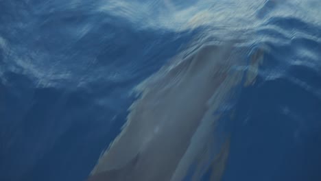 Spinner-dolphin-cruising-below-water-surface