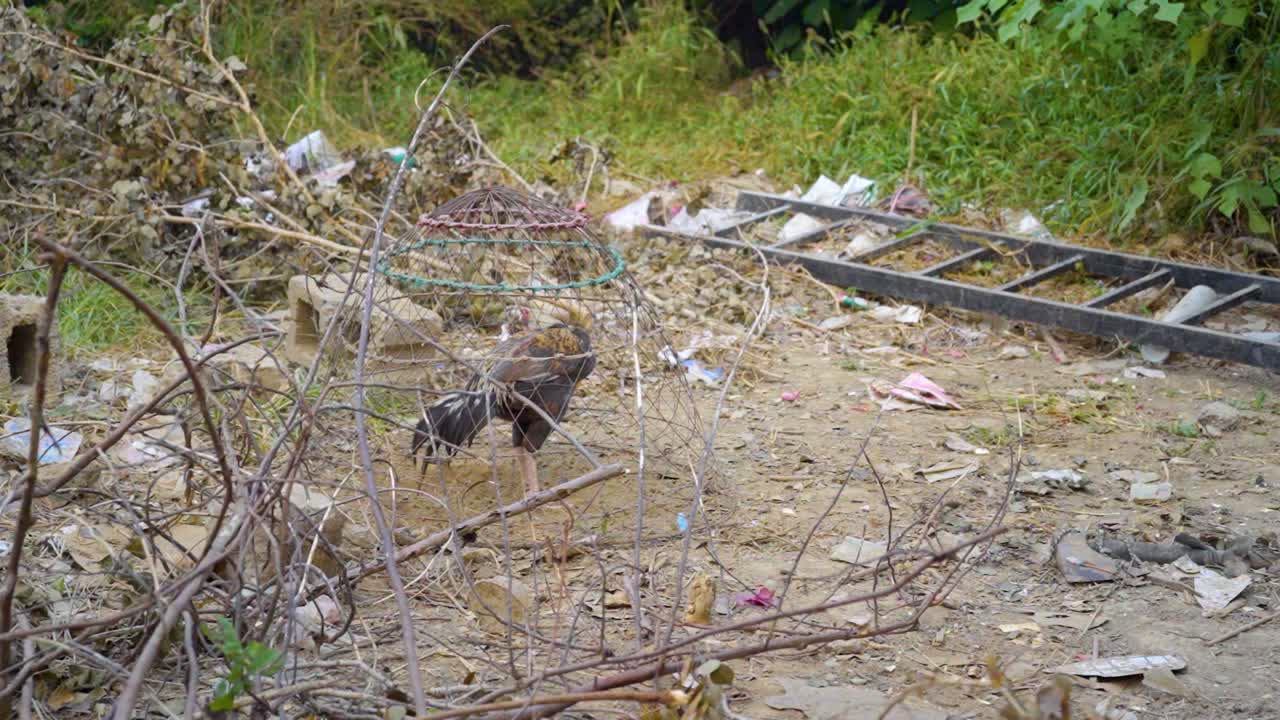 A cock is locked in a cage in a damp place.