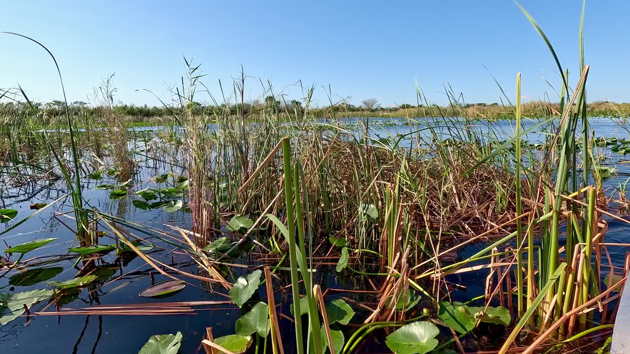 Cruising by some reeds and lillypads in the Everglades National Park