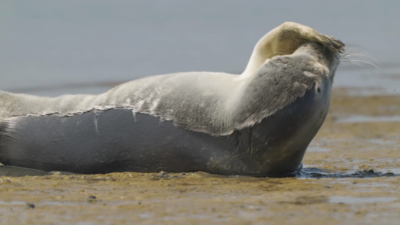 네덜란드 텍셀 섬 해안에서 지느러미발을 뻗고 들어올리는 일반 바다표범의 몸에 대한 4k 비디오