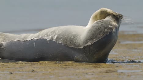 4k video of the body of a common seal stretching and raising its flipper off the coast of texel island, netherlands