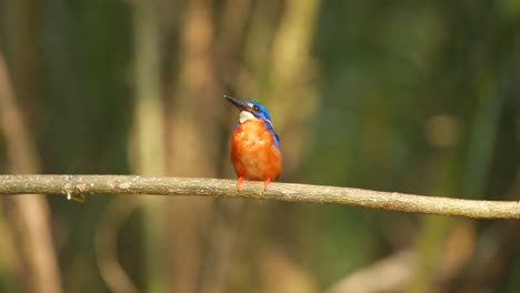 a blue-eared kingfisher bird calmly stood alone on a branch