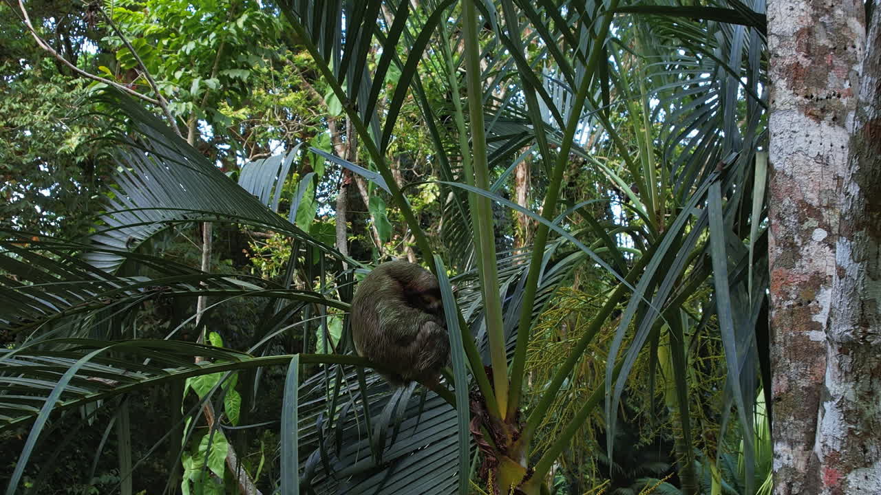 una visión aérea de un sereno perezoso en la selva tropical de costa rica.