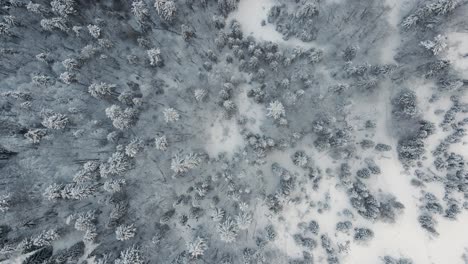 Vista-Aérea-De-Pájaro-Del-Mágico-País-De-Las-Maravillas-Invernal-De-Un-Bosque-Nevado