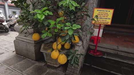 árbol de limón con frutas maduras en una calle urbana