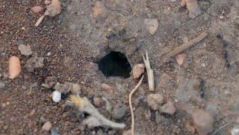 closeup view of an ant hole