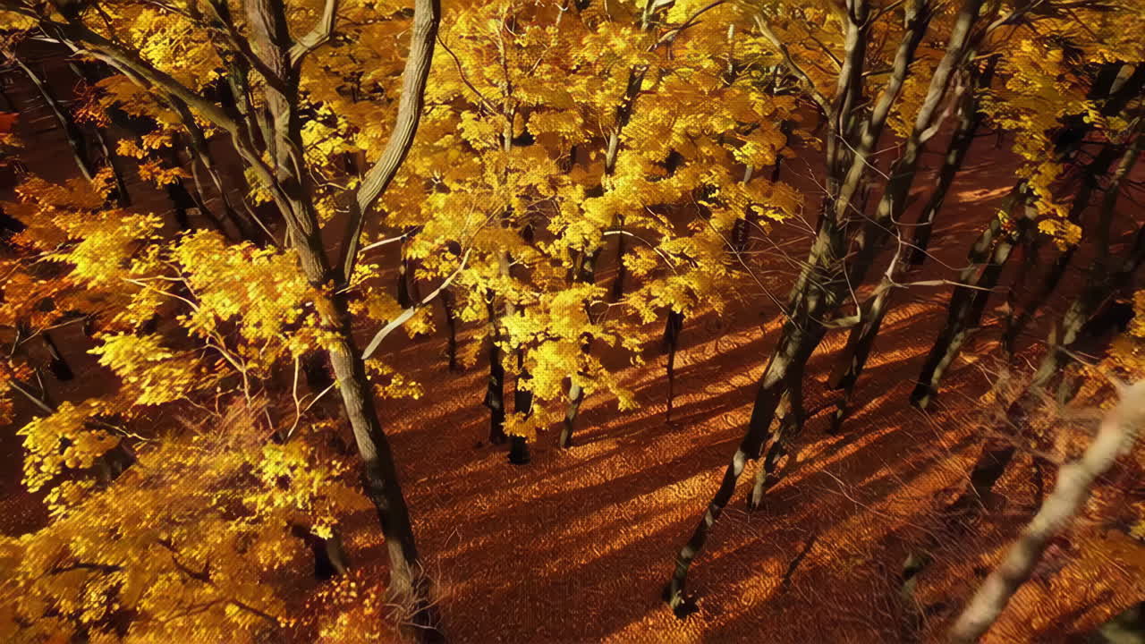 Paisagem da Floresta de Outono
