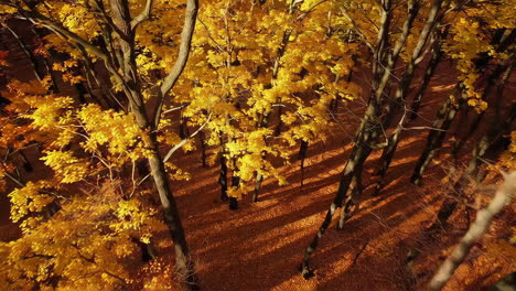 paisaje forestal de otoño