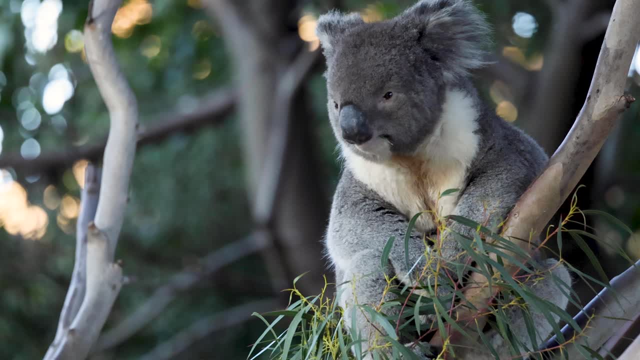 나무 의 잎 을 는 코알라