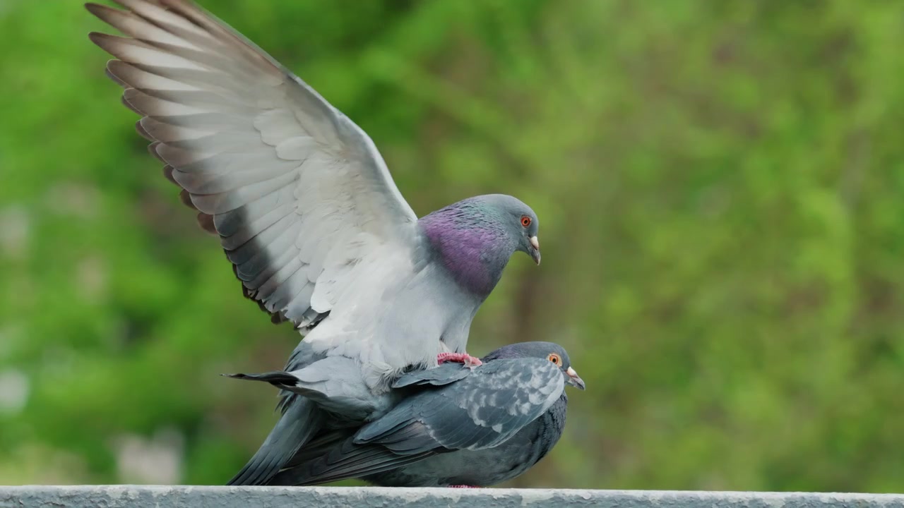 Close up of two pigeons mating on a railing with one bird spreading its wings against a soft green background