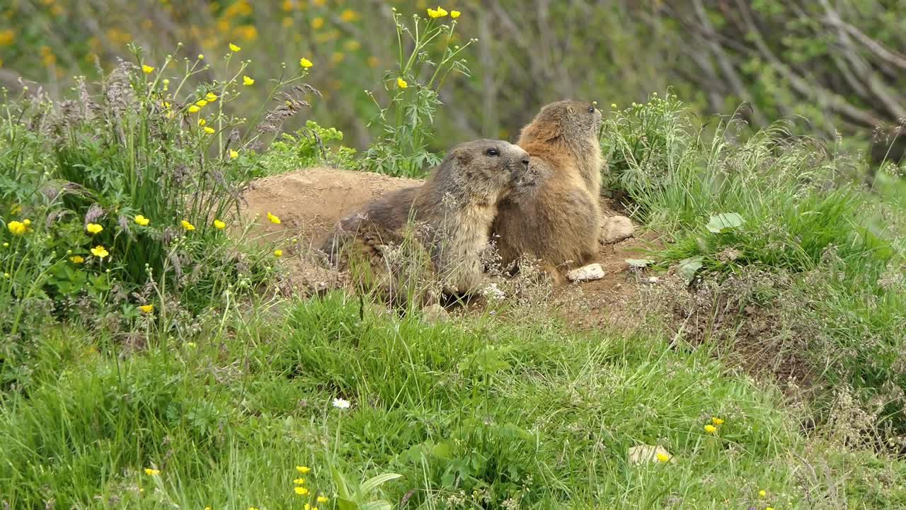 alpenmarmotten ook wel murmeltieren genoemd in de alpen van oostenrijk houden samen de omgeving in de gaten
