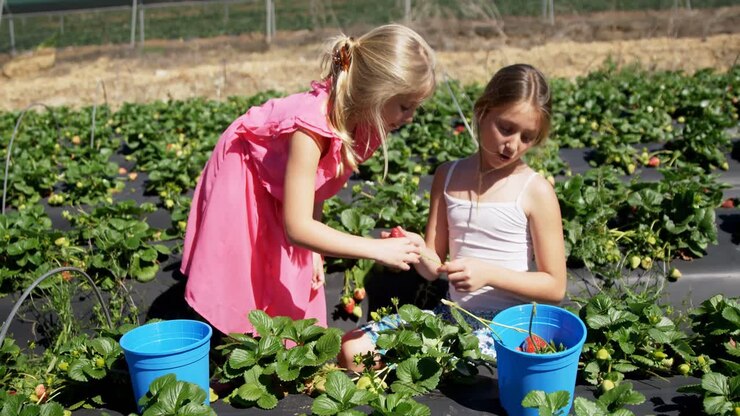des filles qui cueillent des fraises dans la ferme 4k