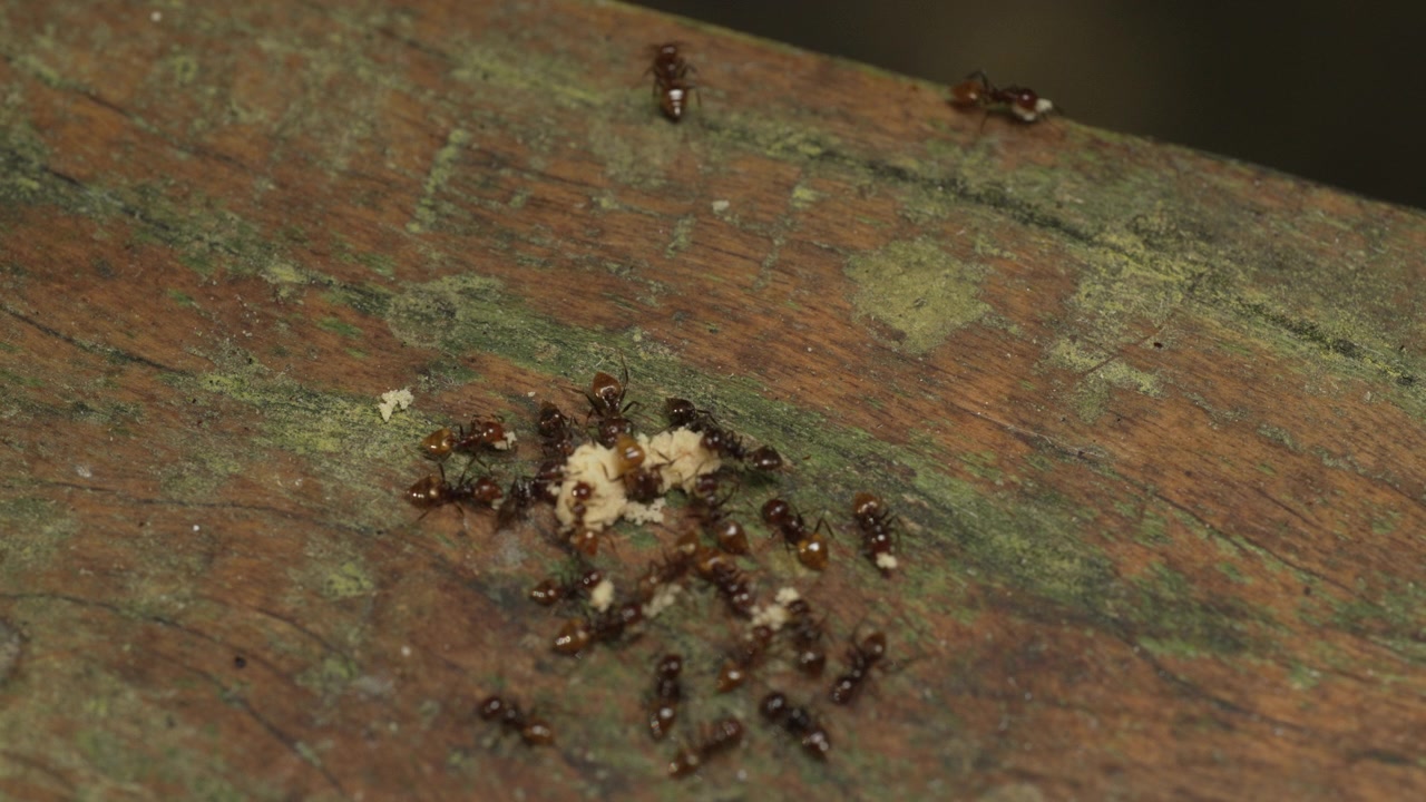 Um grupo de formigas forrageando ativamente em uma superfície de madeira musgosa, demonstrando seu trabalho em equipe e determinação. Útil para documentários de natureza ou conteúdo educacional.