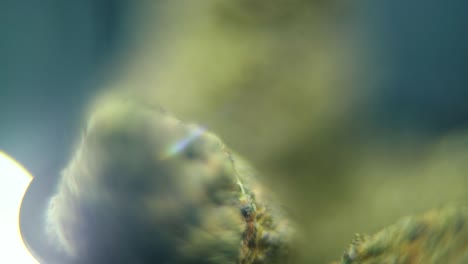 macro suave video detallado de una planta de cannabis, cepas híbridas, sativa, flor de marihuana, en un soporte giratorio, cámara lenta, 120 fps, iluminación de estudio, llamarada soñadora