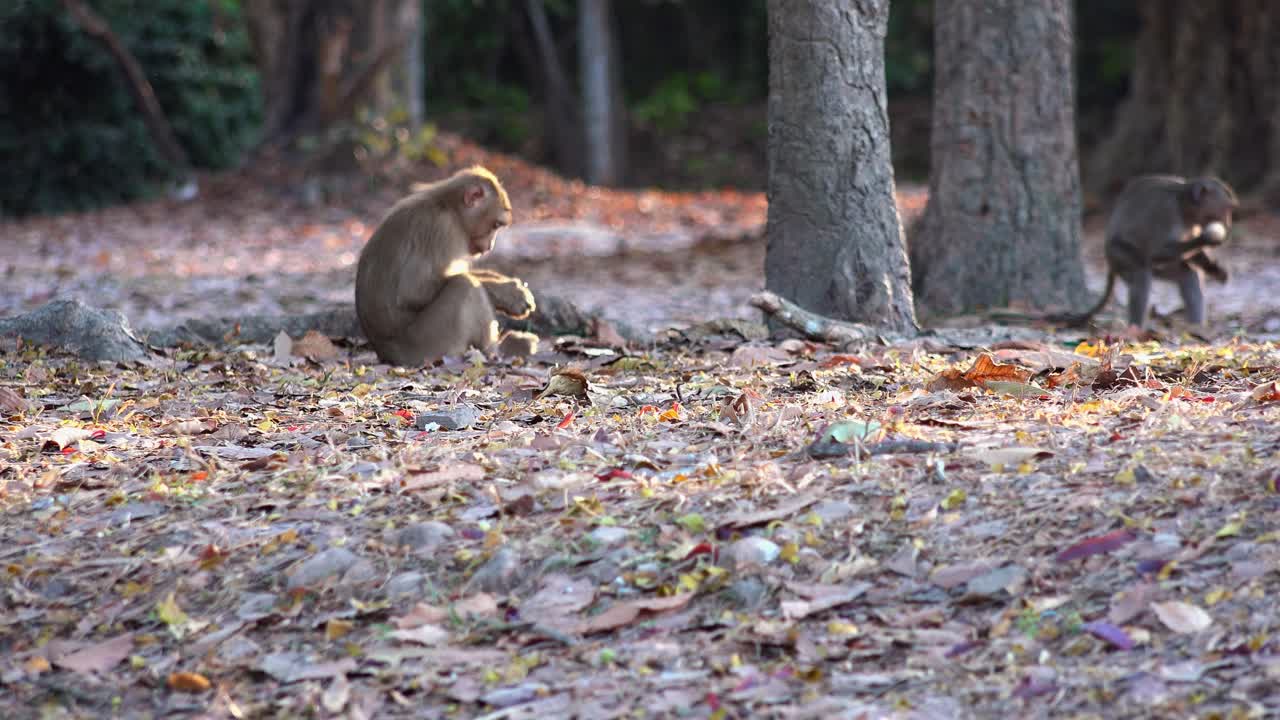 Wide Shot Of Two Monkeys Eating Then One Continues to Foraged While a Family Walks Through the Shot In The Background