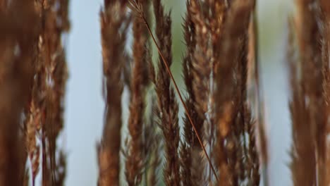 extreme-close-up-of-Smallweed-reed-grass-swaying-slowly-in-the-wind