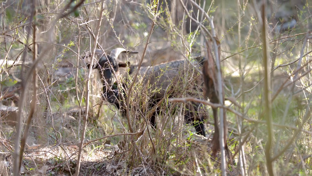 Una capra selvatica con le corna si muove attraverso una fitta boscaglia nel Parco Nazionale Warrumbungle, Australia.
