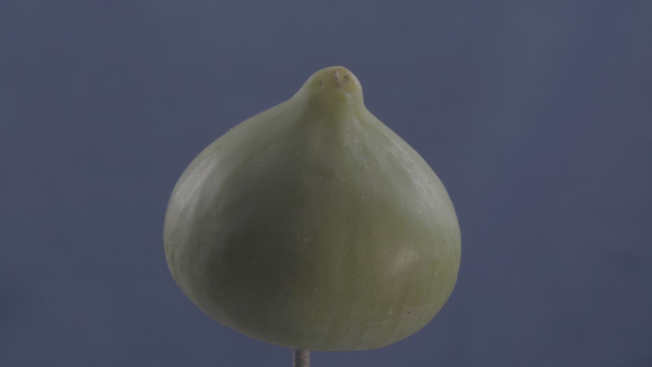 크로마 키를 위해 파란 화면에 루프와 함께 회전하는 무화과