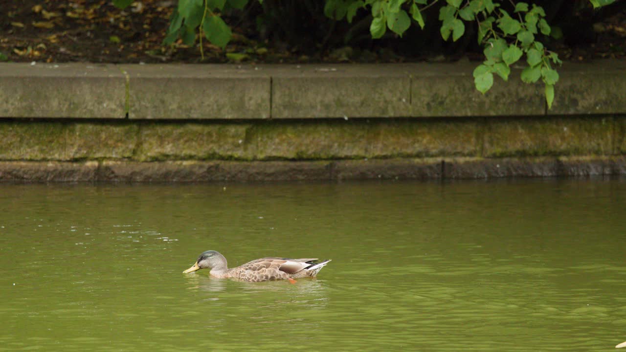 Female mallard swims parallel to stone embankment on green lake, natural daylight, steady camera