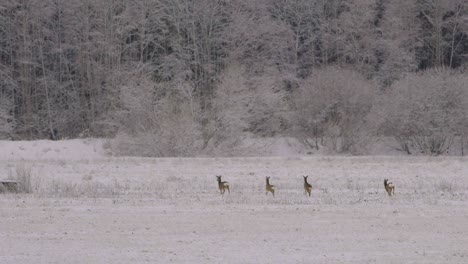 distant roe deers in snowy morning walking in slow motion