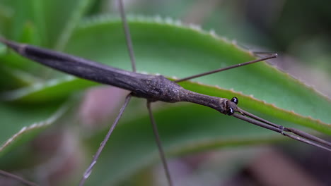 insecto palo de agua con las patas delanteras completamente extendidas