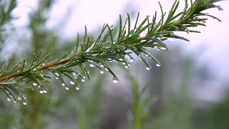 pan of frozen dew drops on pine tree branch, close up real blurred background