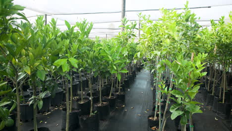 young trees growing in pots at plant nursery, thriving under sunlight, in greenhouse