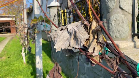 dried grape leaves due to spring frosts