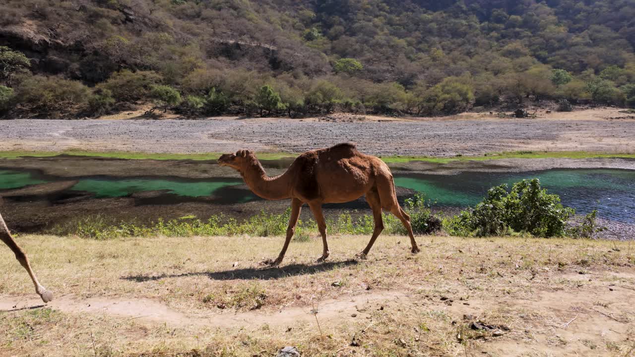 Open range camels along a river flowing through the desert at the Wadi Darbat oasis in Oman