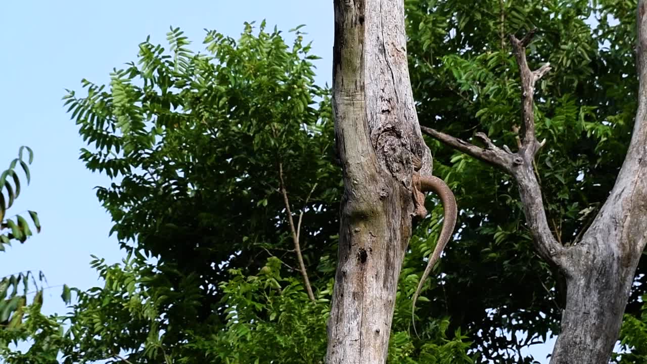 el lagarto monitor nublado se encuentra en tailandia y otros países de asia