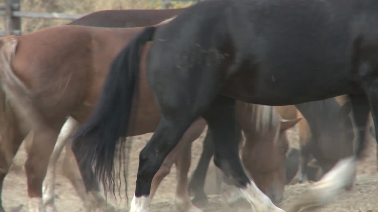 caballos pastando en grupo