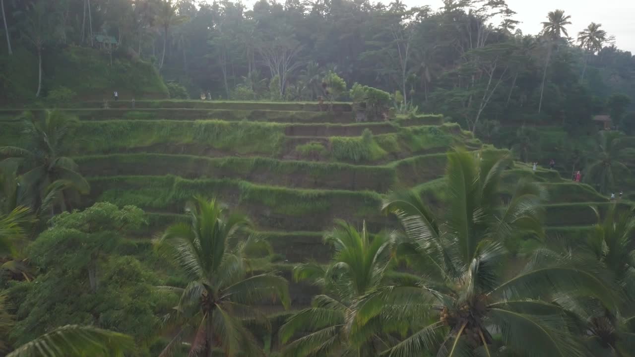 Ubud, Isola di Bali, Indonesia.