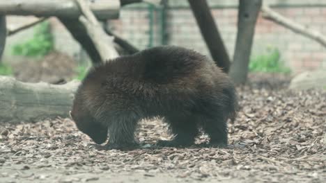 the researcher wolverine trying to find someting eatable