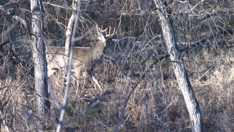 whitetail-deer-in-the-wild