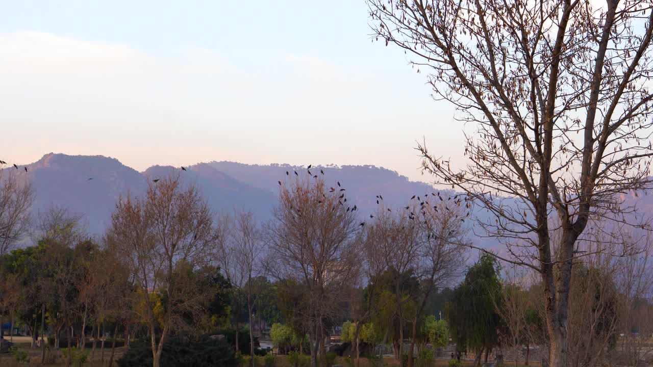 나무에서 이륙하는 가을 새 떼, 까마귀 떼 검은 새 마른 나무