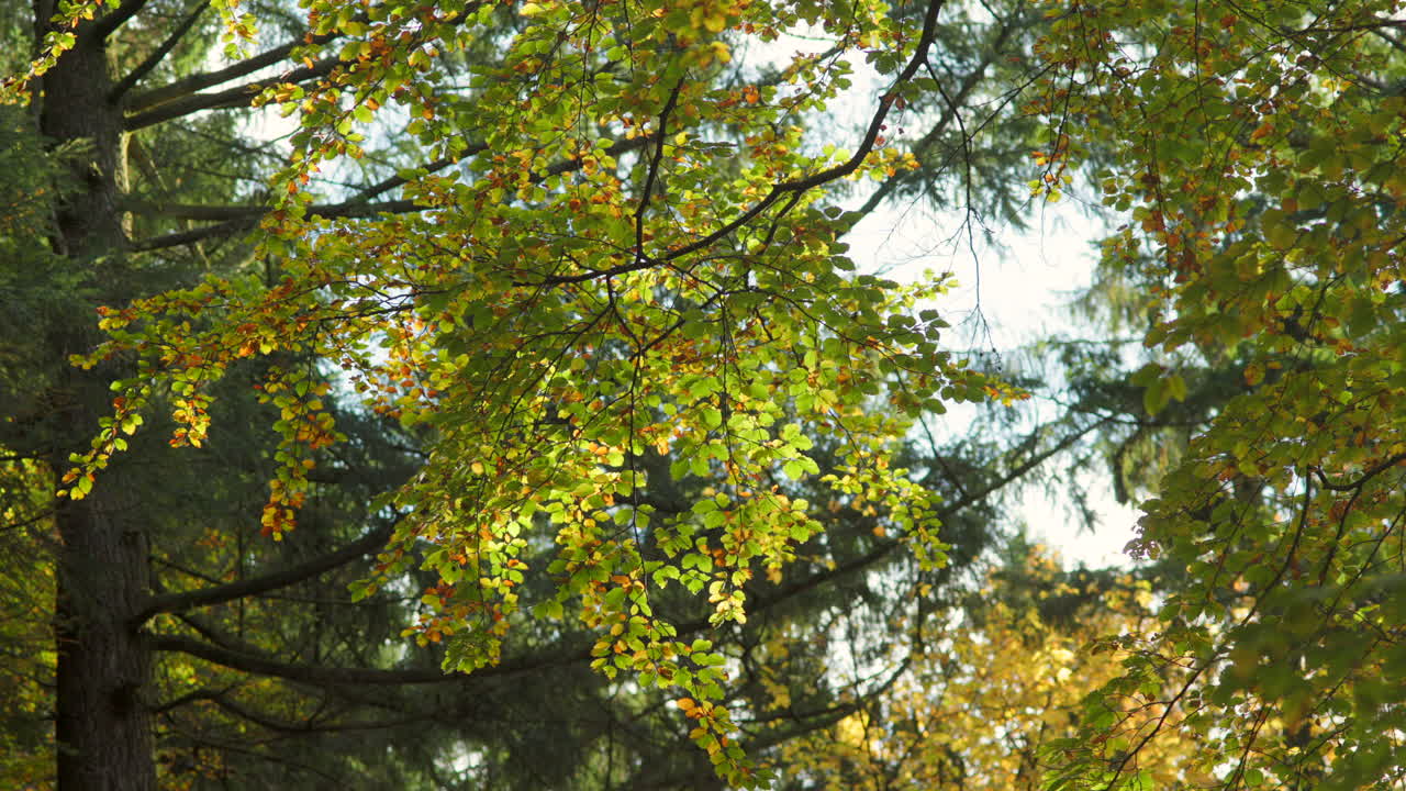 Sunlit autumn foliage swaying slowly in the calm breeze