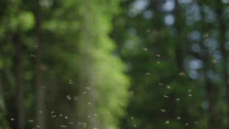 swarm of insects in a forest