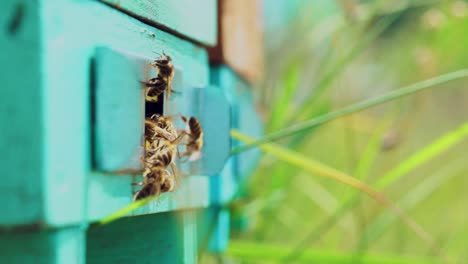 Active bees flying into the blue wooden hive with pollen on the background of green nature. Honey insects carring yellow pollen on their legs in summer. Close-up